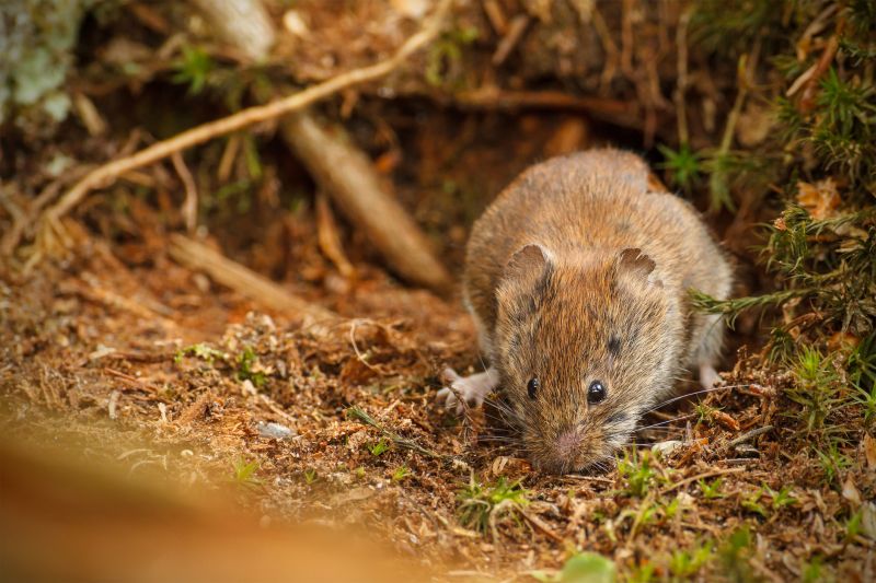Vole Habitat Management