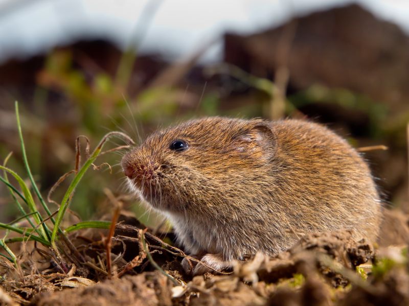 Completed Vole Control Projects