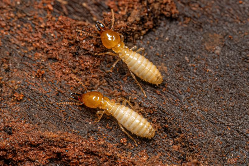 Winged Termite Extermination in Frisco, TX