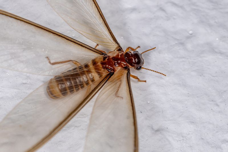 Winged Termite Extermination in Katy, TX