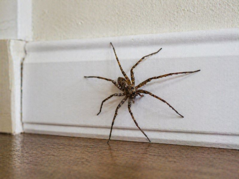 Wolf Spider Removal in Frisco, TX
