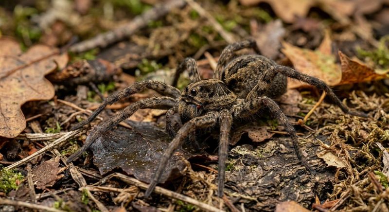 Wolf Spider Removal in Katy, TX