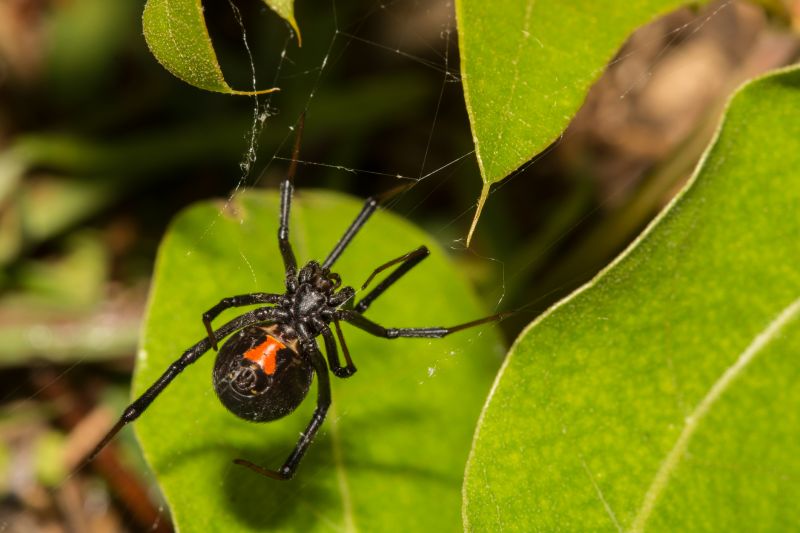 Wolf Spider Removal in Mckinney, TX
