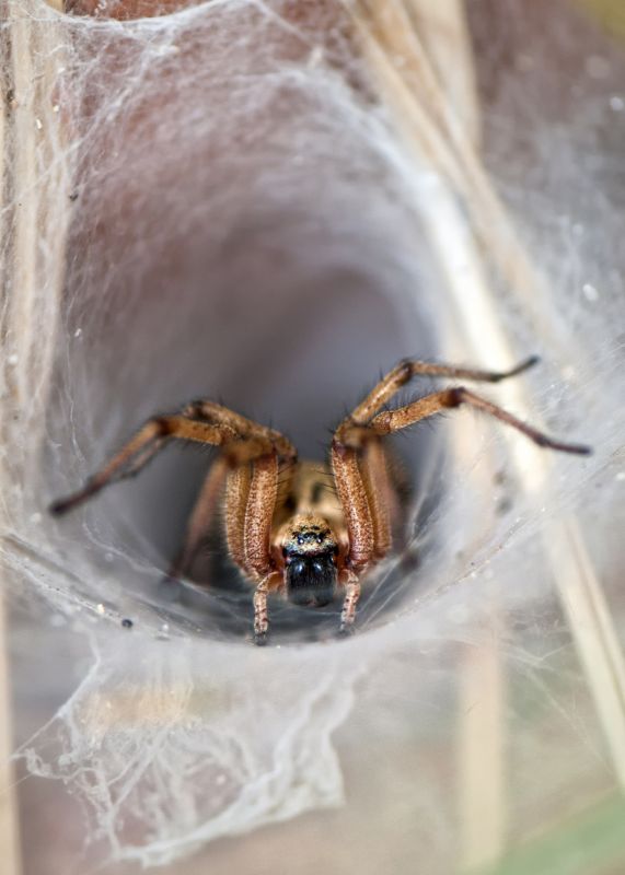 Wolf Spider Removal in Rockwall, TX