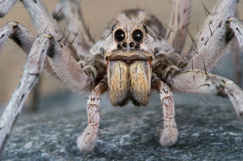 Wolf Spider Removal in New Braunfels, TX