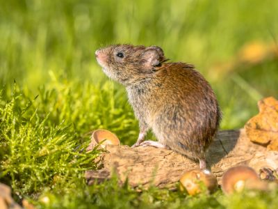 Promote Biodiversity!